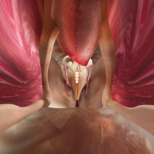Close photo of an orchid such that it resembles an orifice of the human body.