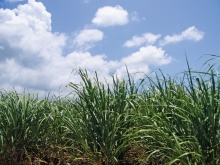 image of sugarcane